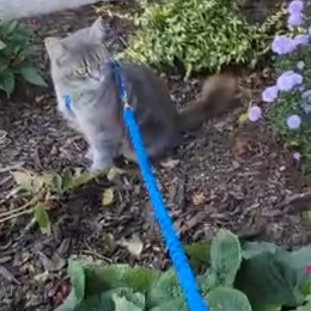 PetSafe I Come With Me Kitty I Harness and Bungee Leash